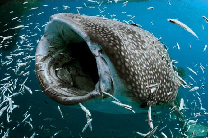 Swim with Whale Shark from Isla Mujeres and Cancun - Price and value: what you’re really paying for