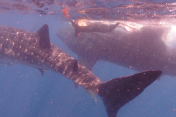 Swim with Whale Shark from Isla Mujeres and Cancun - Practical guidance: what to pack and how to enjoy the swim turns