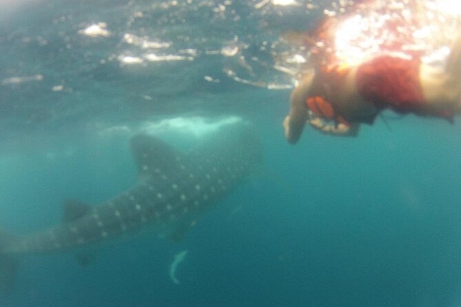 Swim with Whale Shark from Isla Mujeres and Cancun - Who this Isla Mujeres to Cancun whale shark swim is best for
