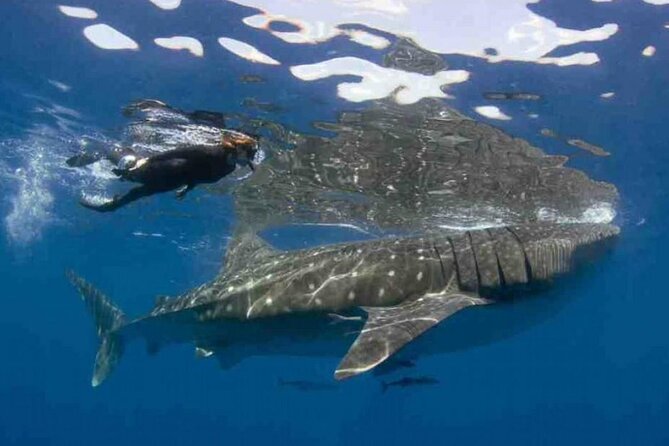Swim with Whale Shark from Isla Mujeres and Cancun - Swim with whale sharks: what the guided system feels like