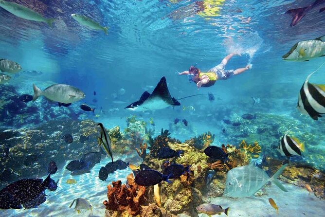 The great snorkeling adventure at the Riviera Maya private tour - Akumal turtle encounter: beach time with learning built in