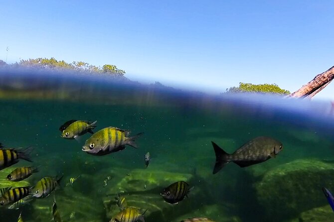 The great snorkeling adventure at the Riviera Maya private tour - Who should book this private adventure