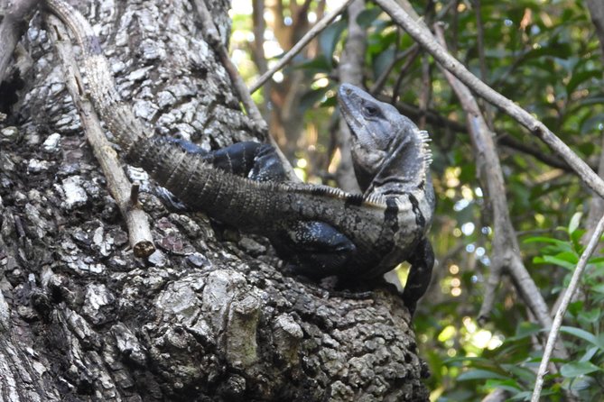 Tour Herpetologico - Spotting Lizards, Frogs, and More: How the Guide Turns Attention into Sightings