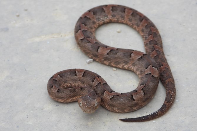 Tour Herpetologico - Handling Rules and Photography-Only Wildlife Viewing