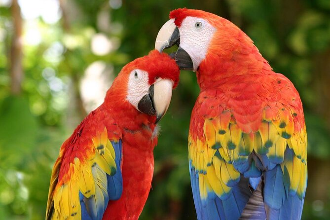 Tour Xcaret All inclusive from Cancun (Transportation included) - Key highlights worth planning around