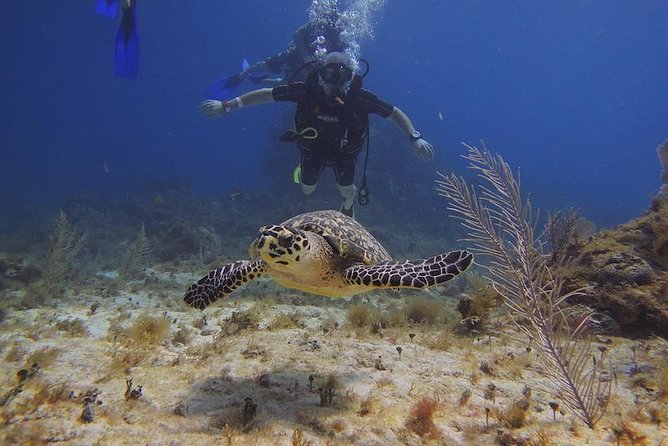 Tulum Akumal Snorkel Tour and 4 Cenotes Small Group All Fees Incl - Stop 1: Tulum Ruins on the Beach (Plus What You Can Expect)