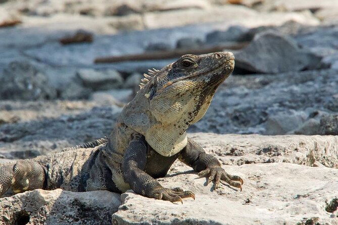 Tulum, Coba ruins and The Cenote 6 hours Private Tour - Entering Tulum early: a cliffside Mayan seaport fortress and real wildlife