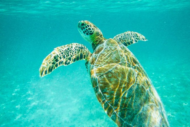 Tulum Ruinas and Tortugas Express - Key highlights I’d plan around