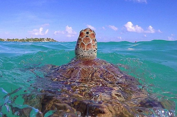 Tulum Ruinas and Tortugas Express - Price and Value: Budgeting for the $40 Entry Fees