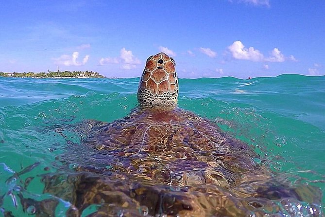 Tulum Ruinas and Tortugas Express - Akumal Bay Turtle Snorkeling: What the 2 Hours Really Feel Like