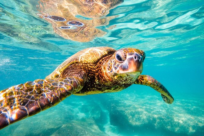Tulum Ruins and Turtles Express - Guides and safety: what you should expect from a certified-led day