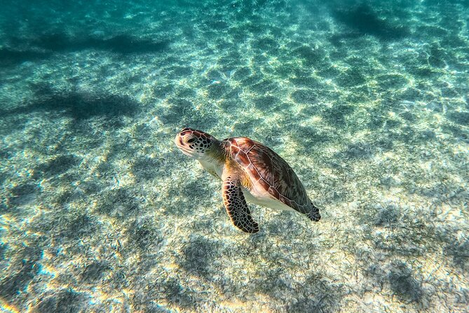 Tulum Ruins, Sea Turtles & Cenote Swim Adventure Tour - Who should book this tour (and who should skip it)