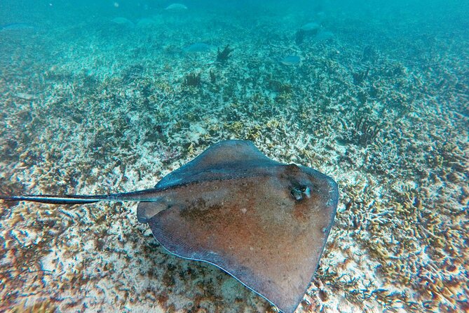 Tulum Ruins, Snorkeling with Turtles and Underground Caves - Who this tour fits best