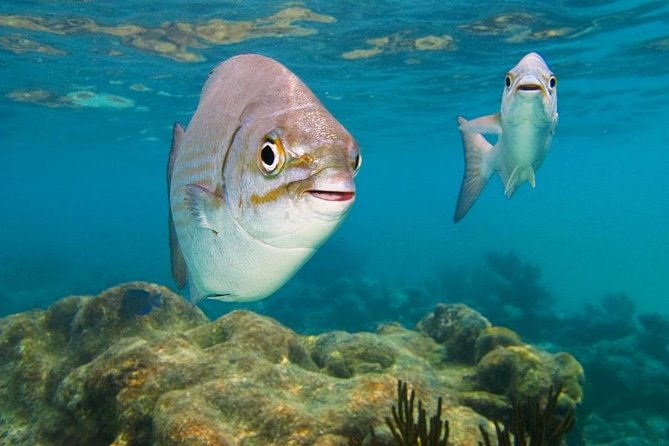 Tulum ruins, Swim with turtles and Cenote From Cancun - Akumal Beach: Turtle Place, Coconut Roots, and Snorkeling Time
