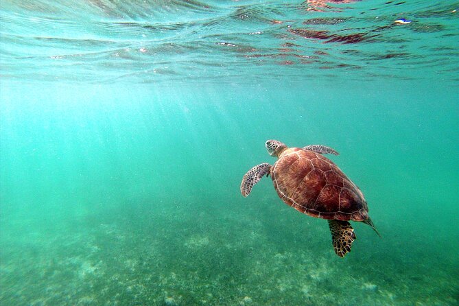 Tulum Ruins, Turtle Sighting and Underground Caves - Puerto Aventuras caves and the underground cenote swim