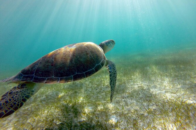 Tulum Ruins, Turtle Sighting and Underground Caves - Who should book this Tulum, turtles, and cenote day trip