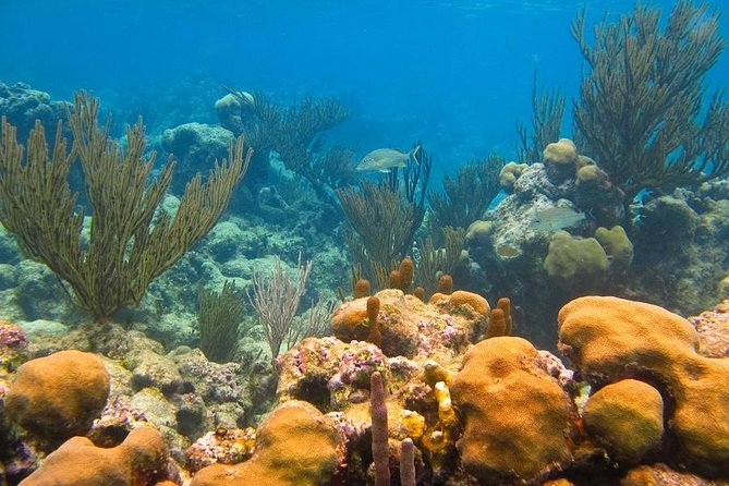 Turtles and Cenote from Riviera Maya - Should you book Turtles and Cenote from Riviera Maya?