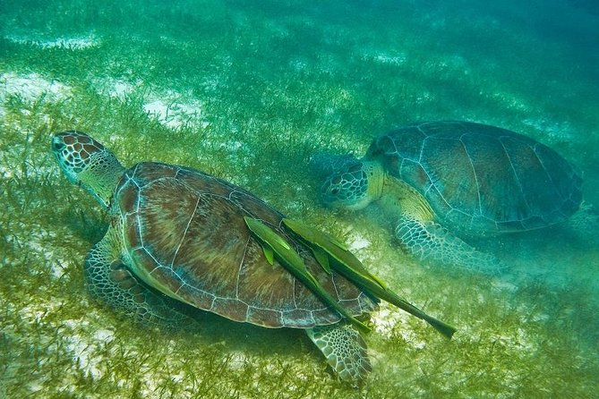 Turtles and Cenote from Riviera Maya - Akumal: turtle time in the turtle place