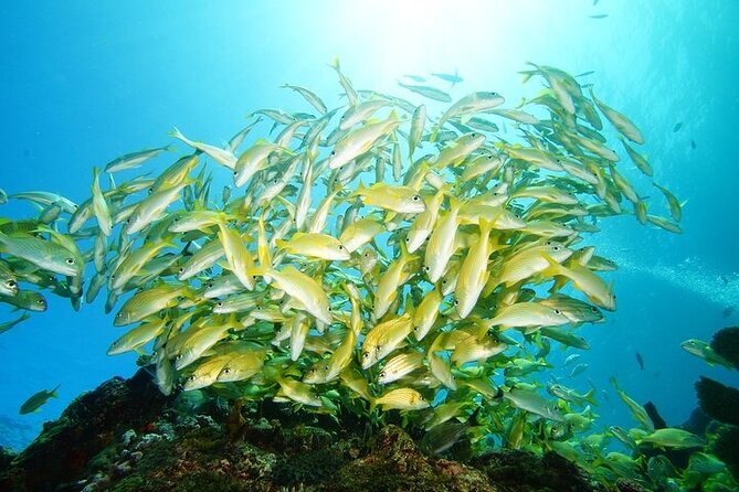 Two Dives and Class for Begginers Divers in Cancun - A beginner-friendly day that doesn’t rush you