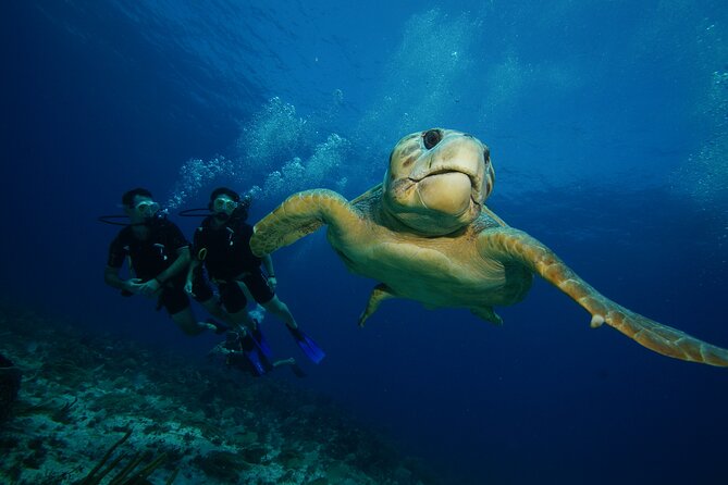 Two Dives and Class for Begginers Divers in Cancun - Manchones Reef: coral and colorful sea life in the second session