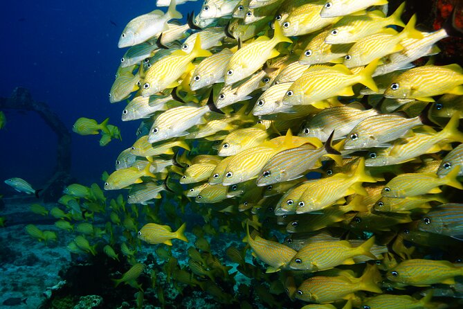 Two Dives and Class for Begginers Divers in Cancun - Equipment and included comfort: you don’t have to shop for scuba stuff