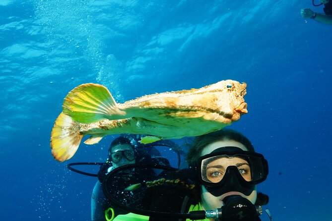 Two Dives and Class for Begginers Divers in Cancun - Tank session at MUSA: art you can only see underwater