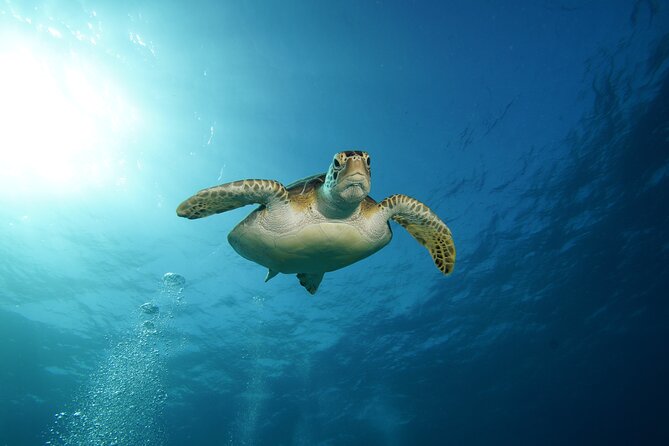 Two Reefs For Certified Divers in Cancun - The safety steps: medical form, buoyancy comfort, and seasickness reality