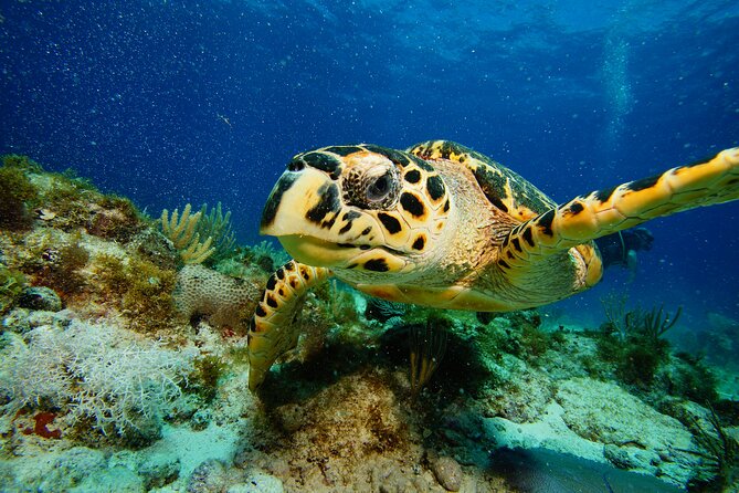 Two Reefs For Certified Divers in Cancun - Price and value in Cancun reef time