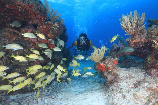 Two Tanks Scuba Diving for Beginners in Cancun - Price and value: what $169 buys (and what doesn’t)