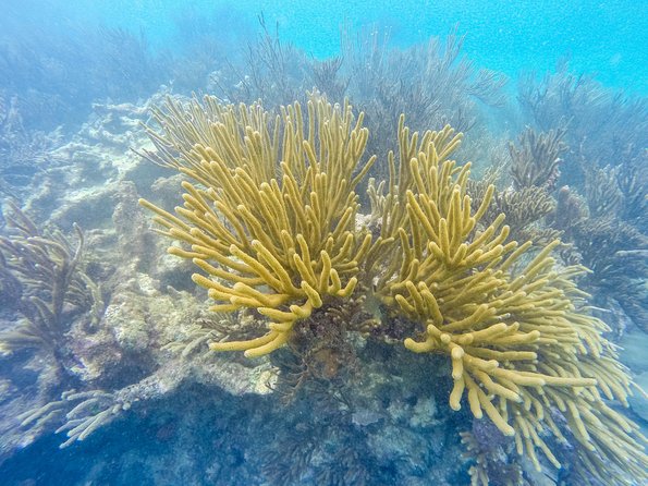 Viator Exclusive: Tulum Ruins, Reef Snorkeling, Cenote and Caves - Lunch and timing: satisfying, but not the main headline