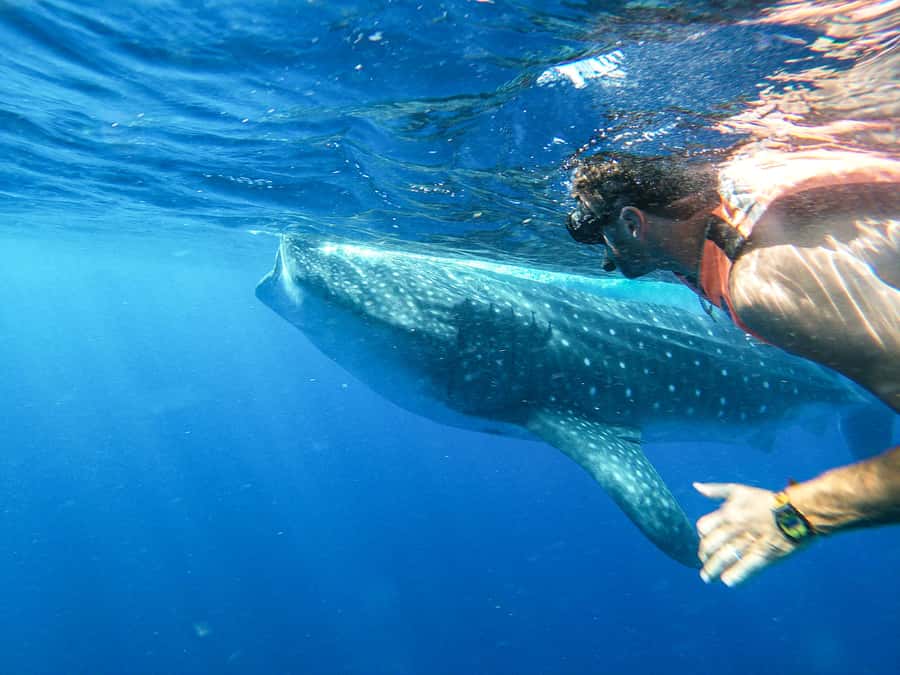 Whale Shark Adventure from Isla Mujeres - Key Things You’ll Notice on This Whale Shark Snorkeling Trip