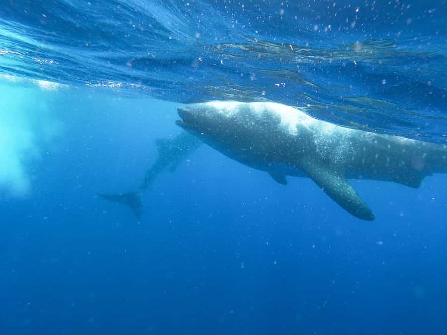 Whale Shark Adventure from Isla Mujeres - Why Isla Mujeres Whale Sharks Only Make Sense in May–September