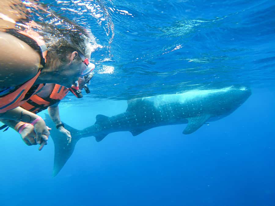 Whale Shark Adventure from Isla Mujeres - Getting Started at Black Pearl Dock: What the Morning Feels Like