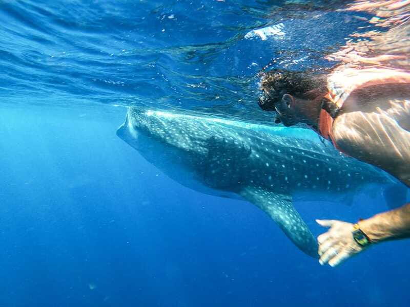 Whale Shark Adventure from Isla Mujeres - Wildlife Chances Beyond Whale Sharks (And Why That Matters)