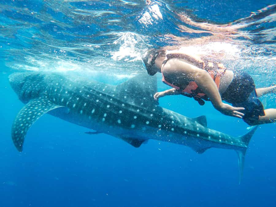 Whale Shark Adventure from Isla Mujeres - What to Bring (And What Helps Most in the Sun)