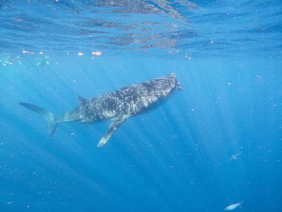 Whale Shark Adventure from Isla Mujeres - Who Should Book This and Who Might Want to Skip