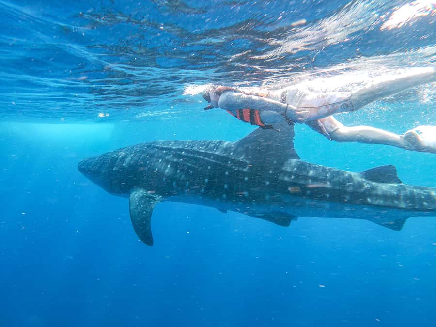 Whale Shark Adventure from Isla Mujeres - Price and What $176 Covers (And Why It’s Not Just a Ticket)