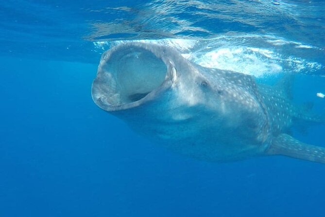 Whale Shark Adventure in Isla Mujeres and Cancun - Why Isla Mujeres is the whale shark magnet