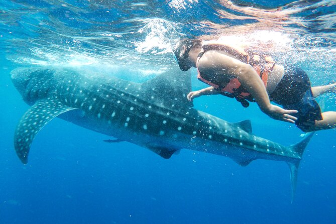 Whale Shark Adventure in Isla Mujeres and Cancun - In the water: how the guide control keeps it safe (and limits time)