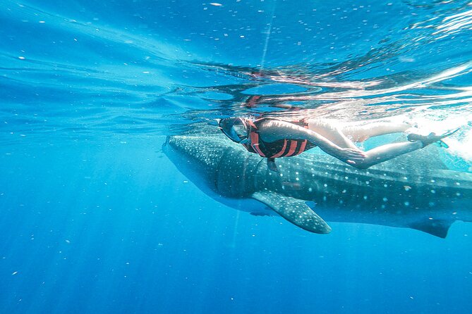 Whale Shark Adventure in Isla Mujeres and Cancun - What you might see beyond whale sharks