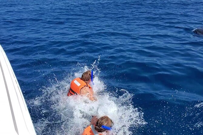 Whale Shark Adventure in Isla Mujeres and Cancun - Price and value: why $155 can still feel worth it