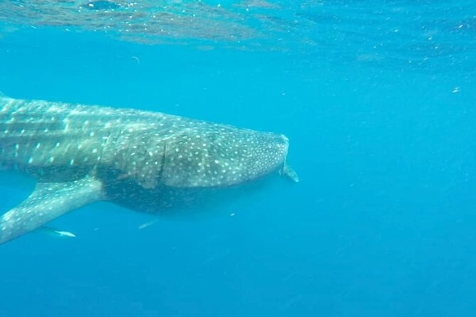 Whale Shark Adventure in Isla Mujeres and Cancun - Who this tour suits (and who should reconsider)