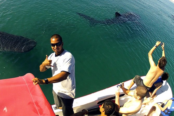 Whale Shark from Cancun, Riviera Maya and Tulum All Inclusive - Whale sharks from Cancun: what makes this day trip special