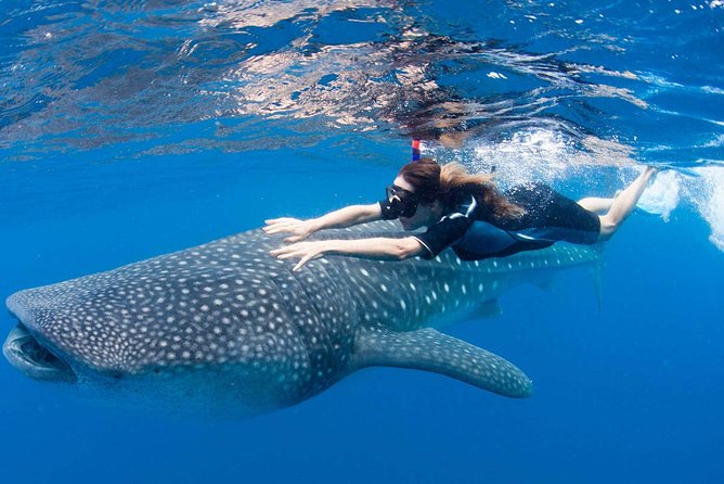 Whale Shark from Cancun, Riviera Maya and Tulum All Inclusive - Pickup and transfers: the part that saves your whole day