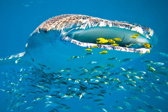 Whale Shark from Cancun, Riviera Maya and Tulum All Inclusive - Isla Mujeres stop: North Beach, palapas, and a real island break