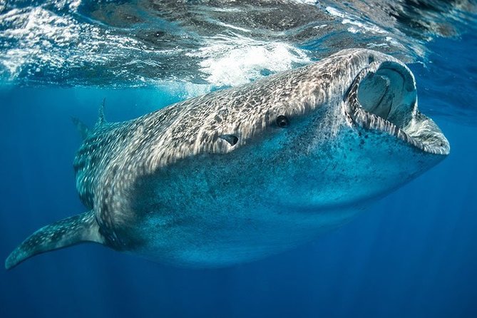 Whale Shark from Cancun, Riviera Maya and Tulum All Inclusive - Playa Norte ceviche and free time: where the flavor fits