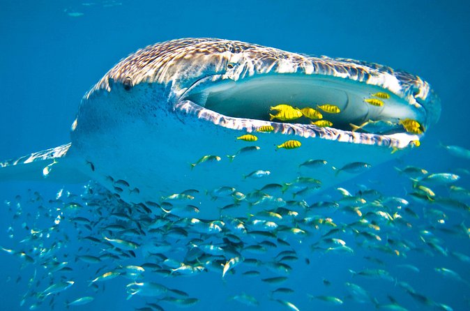 Whale Shark from Cancun, Riviera Maya and Tulum All Inclusive - The whale shark swim: how you maximize your chances