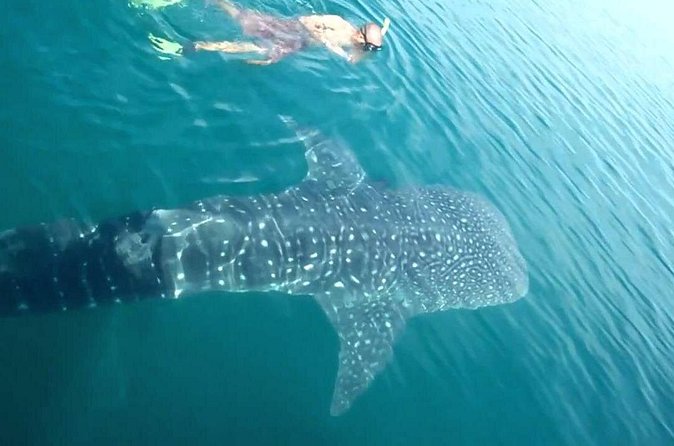 Whale Shark from Cancun, Riviera Maya and Tulum All Inclusive - Snorkeling gear and the extra water time