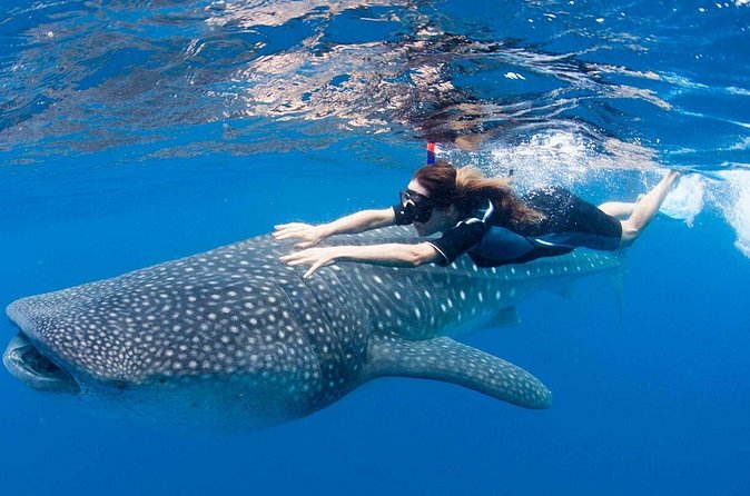 Whale Shark from Cancun, Riviera Maya and Tulum All Inclusive - Food, drinks, and small comforts that add up