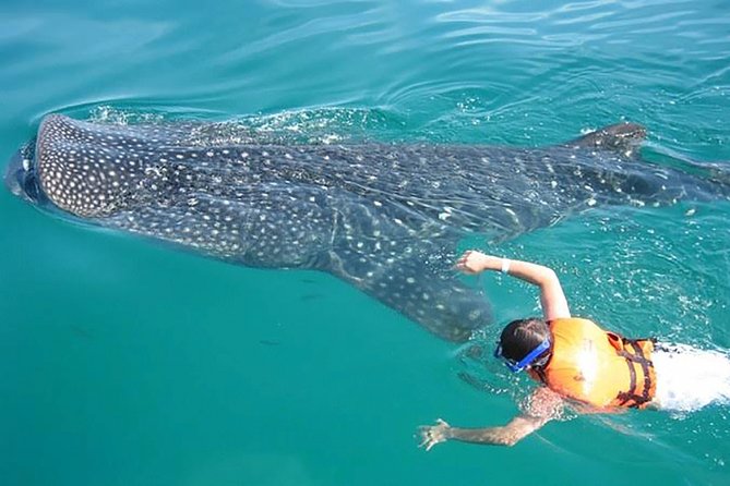 Whale Shark from Cancun, Riviera Maya and Tulum All Inclusive - Price and value: why $190 can work (and what to budget extra)